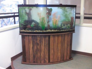 72 gallon bow front pediatric office